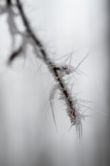 winter forest, fog and frost