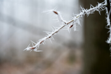 winter forest, fog and frost