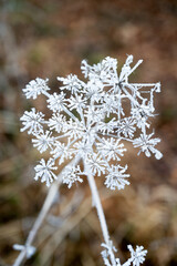 winter forest, fog and frost
