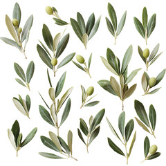 Olive Branch Collection: A Delightful Display of Nature's Bounty