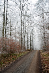 winter forest, fog and frost