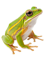 Obraz premium American Green Tree Frog Isolated on White Background for a Nature Photography Shot