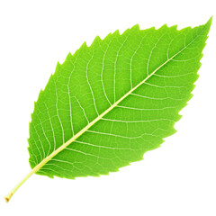 Obraz premium Green Leaf isolated on transparent background