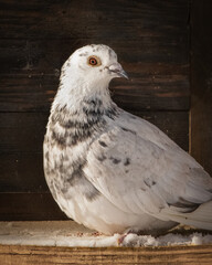 real photo, homing pigeon, pigeon, pet, portrait, bird, feathers, plain background