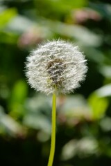 Closeup of a dandelion head in the garden, full of seed ready to be scattered by the wind.