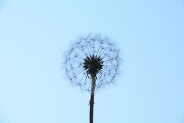 Closeup of the silhouette of a dandelion head full of seed against a blue sky, ready to scatter the...