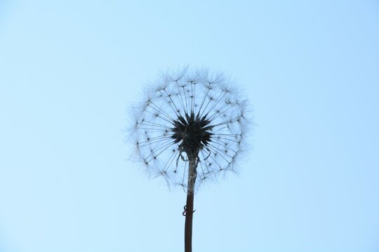 Closeup of the silhouette of a dandelion head full of seed against a blue sky, ready to scatter the delicate seeds.