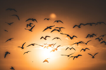 Seagulls in the Sunlight