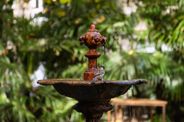 Sparrow landing on edge of garden fountain