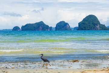 Pacific Reef-Heron bird at Tubkaek Beach, Krabi, Thailand
