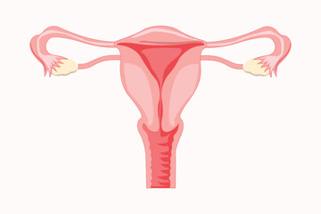 Uterus. Female reproductive system. Vector illustration isolated on white background. eps 10