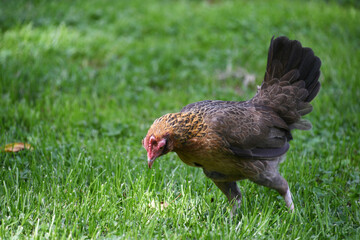 English Game Hen Chicken in the grass