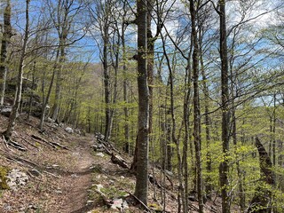 Fototapeta premium Premuzic hiking trail or Premuzic Trail - Velebit Nature Park, Croatia or Premuzic-Wanderweg or Premuzic's Trail (Pješački planinarski put Premužićeva staza - Park prirode Velebit, Hrvatska)