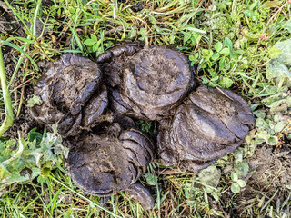 Natural organic fertilizer that dries in the sun for use in agriculture and soil fertility. Cow dung cake on grass closeup. A detailed view of cow dung on a lush green grass field, Cow manure.