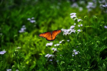 Monarch Butterfly on a Flower