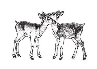  Hand drawn vector drawing Black and White sketch 
 deer baby isolated on white background. Vector illustration of wild stag. Vintage engrave of young deer