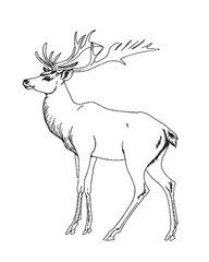 Hand drawn black ink sketch of Sika deer baby isolated on white background. Vector illustration of wild stag. Vintage engrave of young deer Black and White logo.