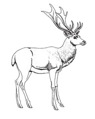 Hand drawn black ink sketch of Sika deer isolated on white background Vintage engrave of young deer Black and White logo.