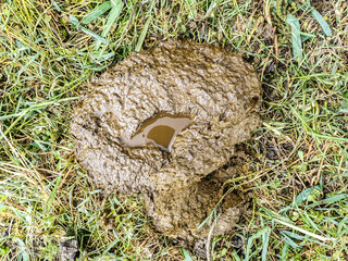 Natural organic fertilizer that dries in the sun for use in agriculture and soil fertility. Cow dung cake on grass closeup. A detailed view of cow dung on a lush green grass field, Cow manure.