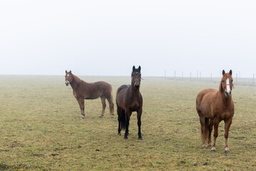 Pferde auf einer Wiese im Nebel
