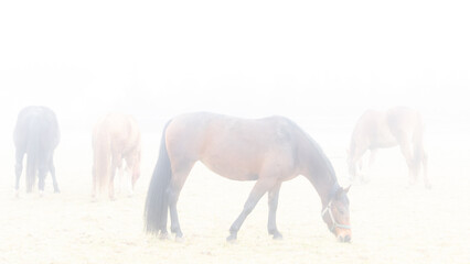 Fototapeta premium Pferde auf einer Wiese im Nebel 