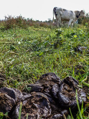 Natural organic fertilizer that dries in the sun for use in agriculture and soil fertility. Cow dung cake on grass closeup. A detailed view of cow dung on a lush green grass field, Cow manure.
