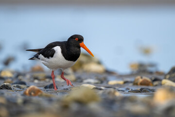 Austernfischer auf der Nahrungssuche am bunten Kiesstrand von Helgoland