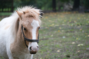 Obraz premium A small pony with a white body and tan patches enjoys a quiet moment in a grassy field. The setting features scattered autumn leaves and a backdrop of trees, conveying a peaceful atmosphere.