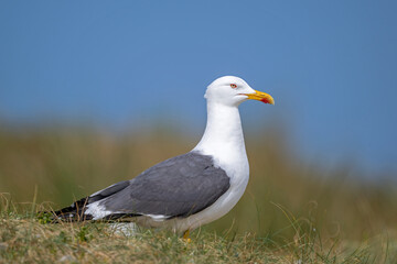 Heringsmöwe in den Dünen von Helgoland