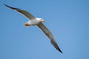 Fototapeta premium Heringsmöwe schwebt majestätisch durch die Lüfte