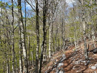 Fototapeta premium Premuzic hiking trail or Premuzic Trail - Velebit Nature Park, Croatia or Premuzic-Wanderweg or Premuzic's Trail (Pješački planinarski put Premužićeva staza - Park prirode Velebit, Hrvatska)