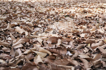 Dried leaves on the ground in the winter