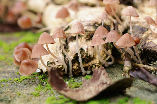 Mushroom forest 
