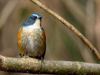 森の中の木陰で枝に留まって周りを見渡しているルリビタキの雄