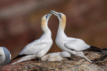 Zwei Basstölpel zeigen ihre Verbundenheit durch sanftes Schnäbeln