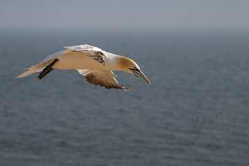 Basstölpel fliegt majestätisch über dem Meer