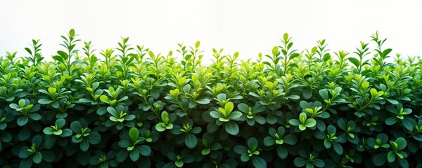 Closeup view of rich green bush. Fresh vibrant foliage fills frame. Dense leaves display various shades of green. Natural growth pattern evident. Ideal for backgrounds nature-themed designs. Simple
