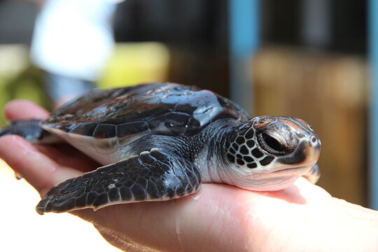 a small newborn turtle lies on the palm of a worker's hand at a turtle farm. The worker examines a baby turtle in its nest. Turtle farm for the conservation and rescue of turtles in Sri Lanka
