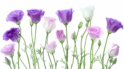 Vibrant Lisianthus Flowers Elegantly Displayed Against a White Background.illustration