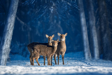 Three deer stand together in a snowy forest under soft winter sunlight during a tranquil afternoon