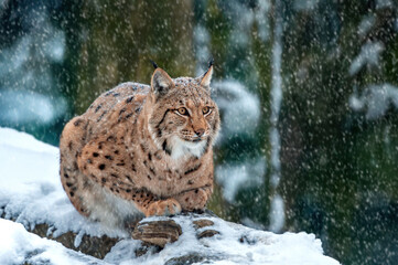 European lynx crouching on a snowy rock during a winter snowfall in a forested landscape