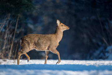 A young deer gracefully walks through a snowy forest during a bright winter day in a serene, natural setting