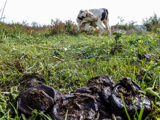 Natural organic fertilizer that dries in the sun for use in agriculture and soil fertility. Cow dung cake on grass closeup. A detailed view of cow dung on a lush green grass field, Cow manure.