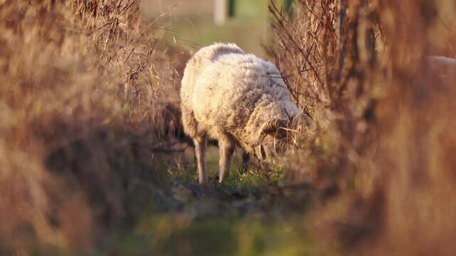 b&eacute;lier en plein travail de d&eacute;sherbage entre les rangs de vignes en champagne, pour du p&acirc;turage &eacute;cologique, une fa&ccedil;on naturelle d'entretenir les vignes en Champagne