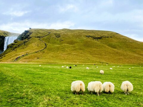 Sheep by an Iceland Waterfall