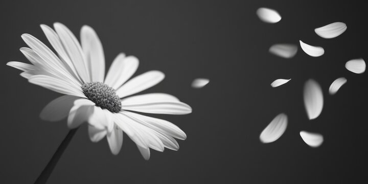Fototapeta A simple yet elegant black and white photo of a single flower