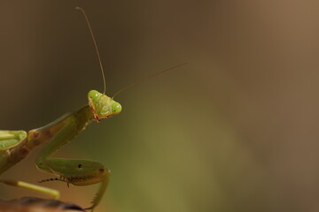 una mantide religiosa particolare