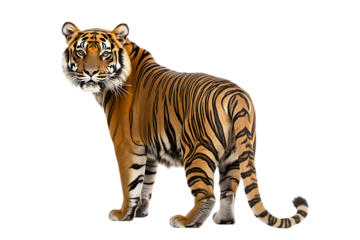 Back view of a Sumatran tiger, isolated on transparent background, transparent