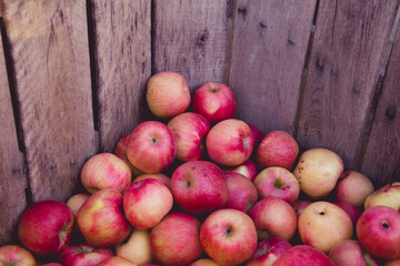 Fresh New York Apples in Crate Background