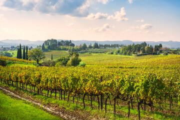 Fototapeta premium Landscape in Chianti region, vineyards and trees. San Michele a Torri, Scandicci, Tuscany region, Italy